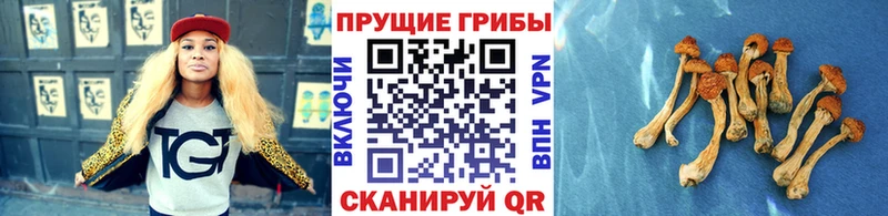 как найти блэк спрут как зайти Псилоцибиновые грибы GOLDEN TEACHER Кострома